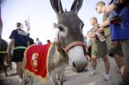 In this Sept. 11, 2008 photo provided by the Department of Defense and Retired Marine Col. John Folsom, Smoke the Donkey takes part in a Freedom Walk event at Camp Taqaddum, Iraq. It took 37 days and a group of determined animal-lovers, but the donkey from Iraq is now a U.S. resident. Smoke The Donkey, who became the friend and mascot of a group of U.S. Marines living in Iraq’s Anbar Province nearly three years ago, arrived in New York this week aboard a cargo jet from Turkey. After being quarantined for two days he was released Saturday and began road trip to Omaha, Nebraska, where he is destined to become a therapy animal. (AP Photo/Department of Defense)