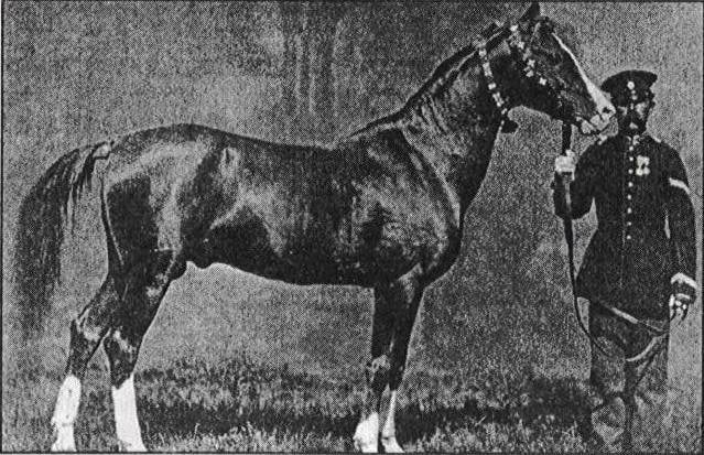 karabakh horse alyetmez photo 1867 Karabag ati