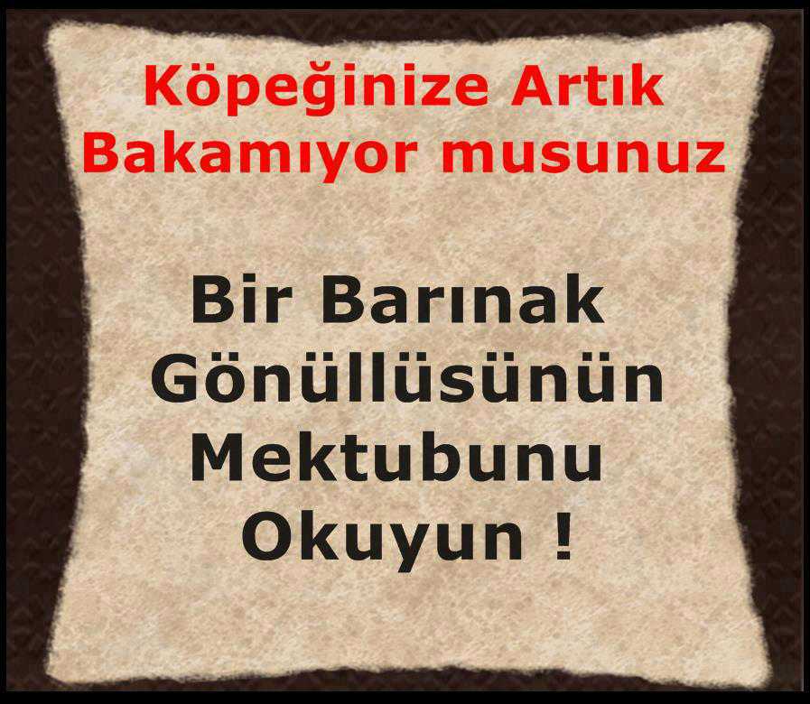 Öncelikle, siz üreticiler ve satıcılar… Hepiniz bir tek gün olsun bir barınakta çalışmalısınız. Belki o gözlerdeki kederli, acı dolu, hüzünlü ifadeyi görürseniz, tanımadığınız ve hiç tanımayacağınız insanlar için köpek üretmekten ve satmaktan vazgeçersiniz. - 65515 514182728632480 1191412621 n