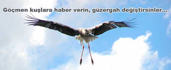 Leylekler Türkiye'de birçok çatıda, bacada ve diğer binalarda evlerinde yaşıyor. Peki kuşlar gerçekte ne kadar yaşar? - leylek