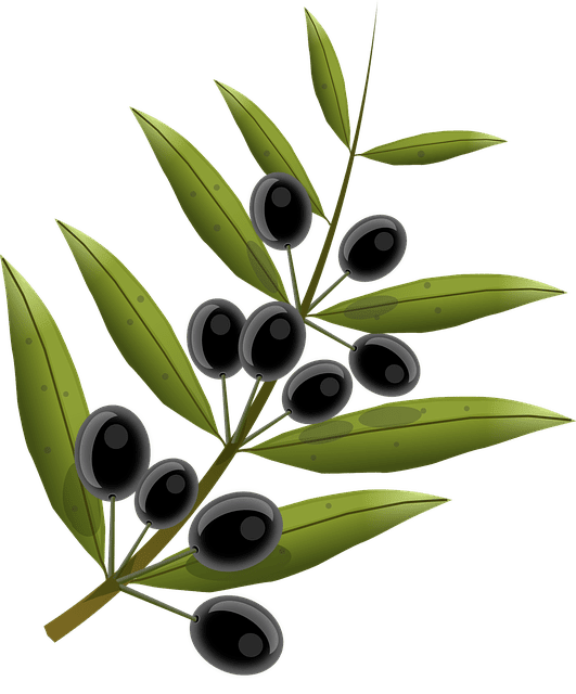 ZEYTİN - olives zeytin dal