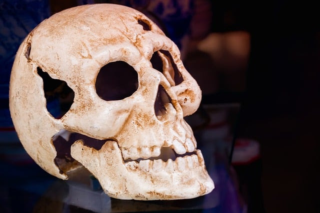 2.000+ kostenlose Knochen und Skelett-Bilder - Pixabay