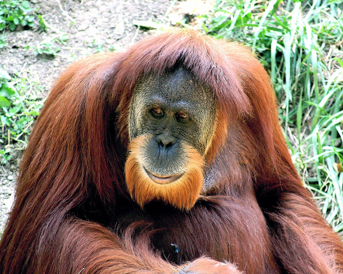 Orangutan çiğnenmiş şifalı bitkiyle yarayı tedavi ediyor