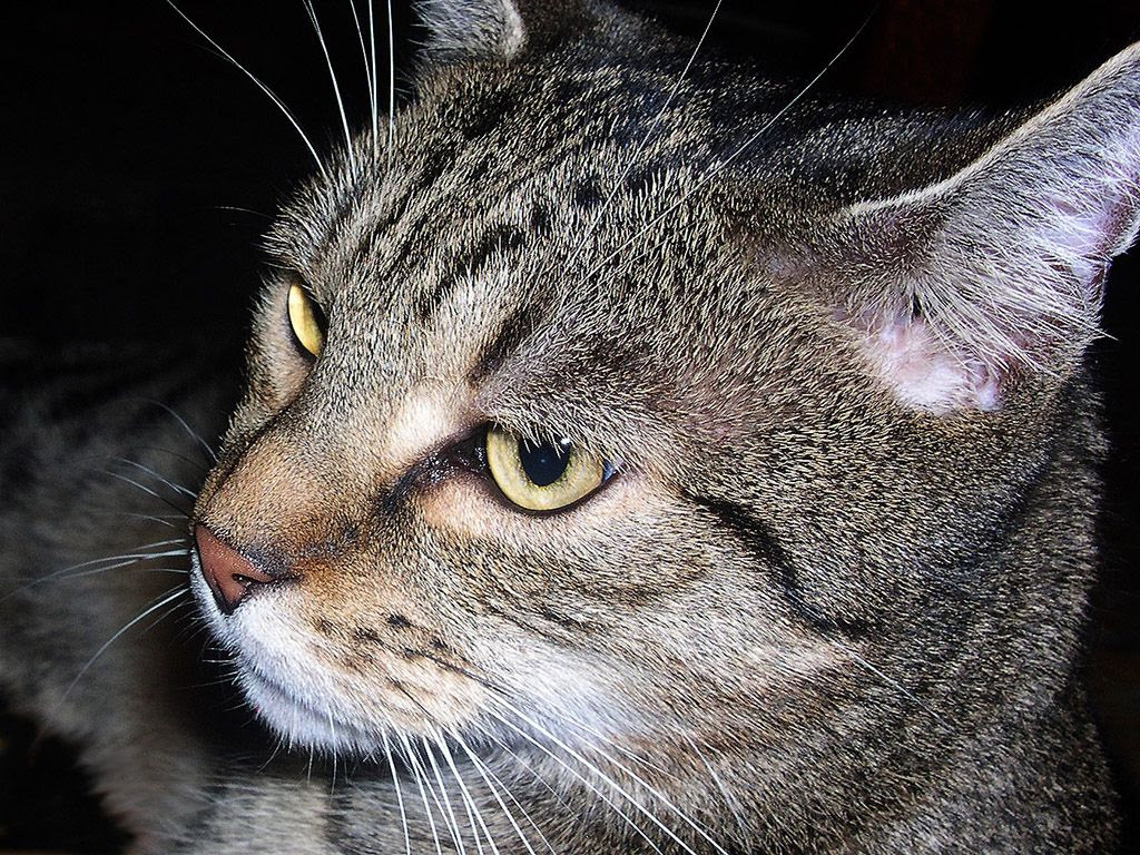 Alzheimer hastalığının belirtileri özellikle kedilerde yaygındır - kedi