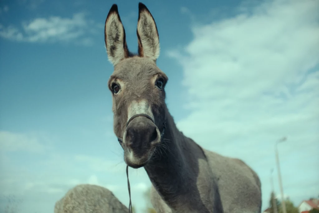 Polonya sinemasının son döneminden ödüllü filmler 31. Uluslararası Adana Altın Koza Film Festivali’nde. Polonya Büyükelçiliği ve Gezici Festival’in ortaklığında hazırlanan “Polonya, Şimdi” adlı seçkide, festivalin bu yılki Yaşam Boyu Başarı Ödülü’nün sahibi usta yönetmen Jerzy Skolimowski’nin Cannes’da Jüri Büyük Ödülü ve En İyi Özgün Müzik Ödülü’nün yanı sıra toplam 31 ödülün sahibi son başyapıtı “Aİ” (EO), Anna Jadowska’nın Tribeca Film Festivali’nden En İyi Kadın Oyuncu Ödülü’nü alan draması “Çatıdaki Kadın” (Woman On The Roof), Grzegorz Dębowski’nin Polonya Film Festivali’nde Yılın Çıkış Yapan yönetmeni seçildiği ilk uzun filmi “Değersiz Bir Hayat” (Next To Nothing), Robert Glinski’nin Polonya kökenli ilk Papa olacak Karol Wojtyła’yı 20 yıl boyunca izlemiş gizli servis görevlisi Budny’nin psikolojik portresini çizen gerilimi “Gölge Adam” (Strawman) ve DK Welchman ile Hugh Welchman’nın Polonya Film Festivali’nden Seyirci Ödülü ile dönen sıra dışı canlandırması “Köylüler” (The Peasants) gösterilecek. - EO