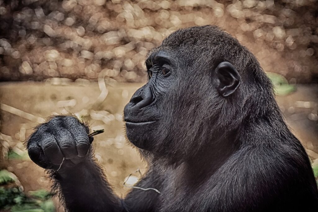 Orta Afrika'nın Gabon kentindeki goriller görünüşe göre sağlıklarına dikkat ediyorlar: antibakteriyel ve antioksidan özelliklere sahip dört bitki düzenli olarak menülerinde yer alıyor. Mevcut bir çalışmadan elde edilen bu bulgu, gelecekte yeni ilaçların geliştirilmesine katkıda bulunabilir. - maymun goriller duzenli sifali bitki yer